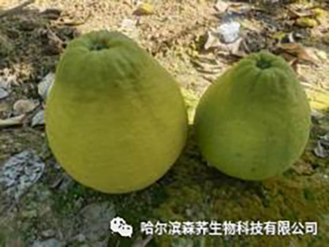 于凯波:怀念恩师袁隆平