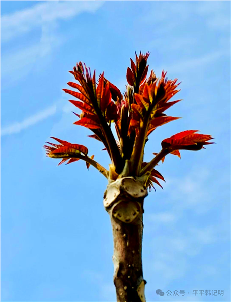 _IBK_2.png 韩记明:春日有感