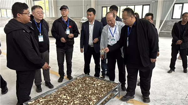品牌赋能道地药材 甘肃临潭擦亮生态当归名片 激活“两山转化”新动能
