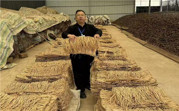 品牌赋能道地药材 甘肃临潭擦亮生态当归名片 激活“两山转化”新动能