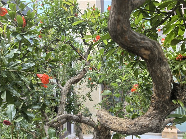 “养林画馆”今日在千年帝都洛阳揭牌