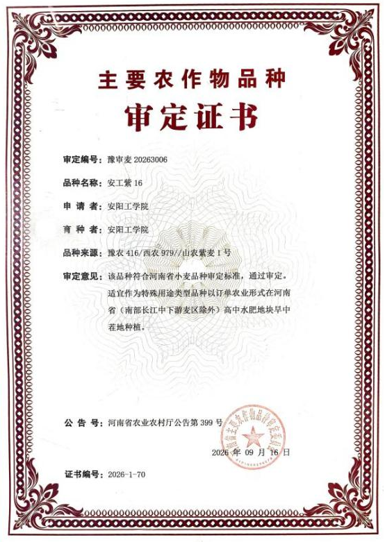 安阳工学院特色小麦品种“安工紫16”通过省级审定