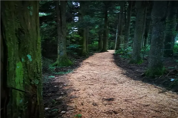 “健康中国工程自然与健康森林疗康养基地共建项目” 启动实施